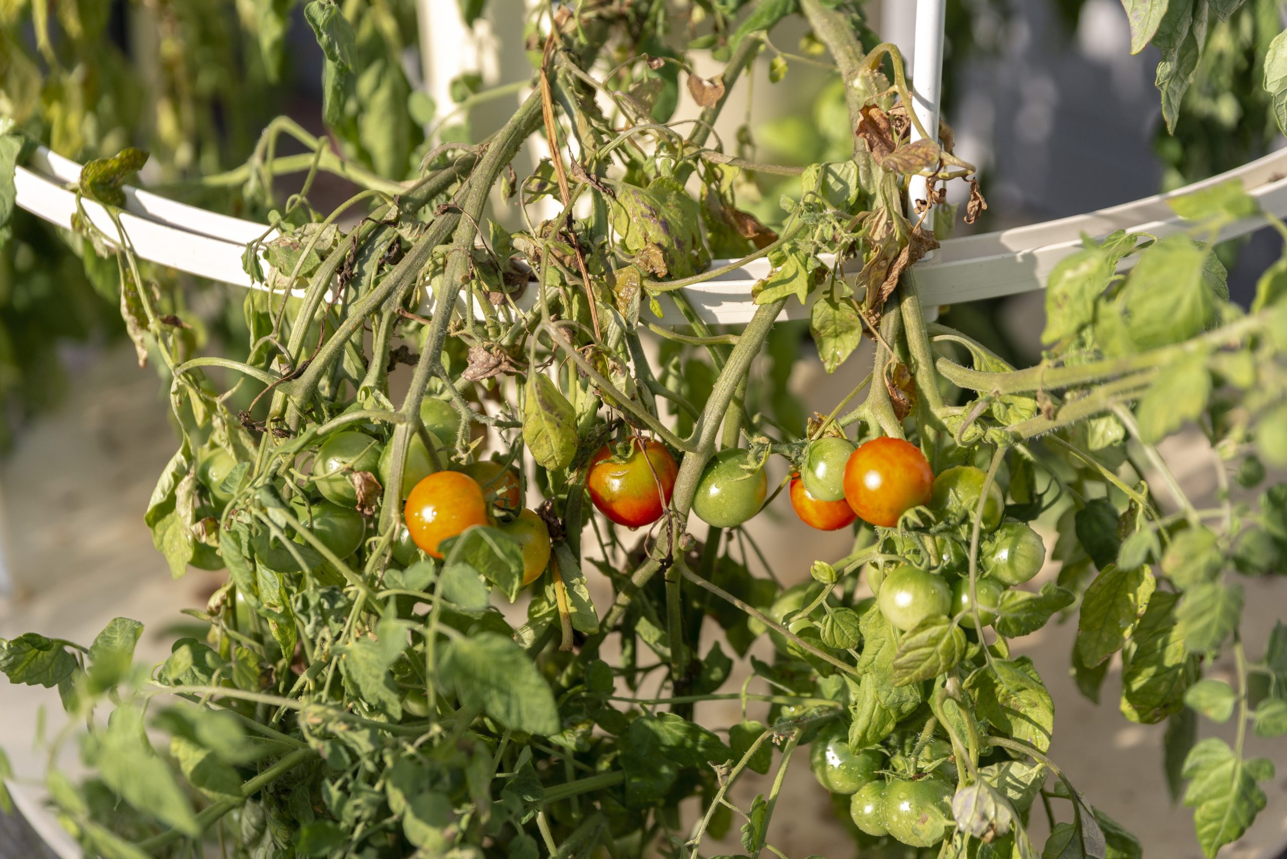 Second Harvest_MM_62