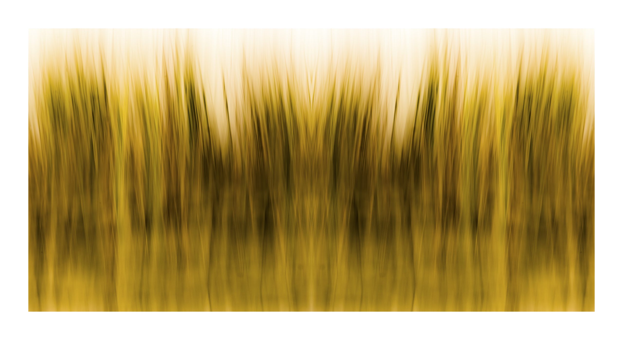Everglades Grasses_36x66