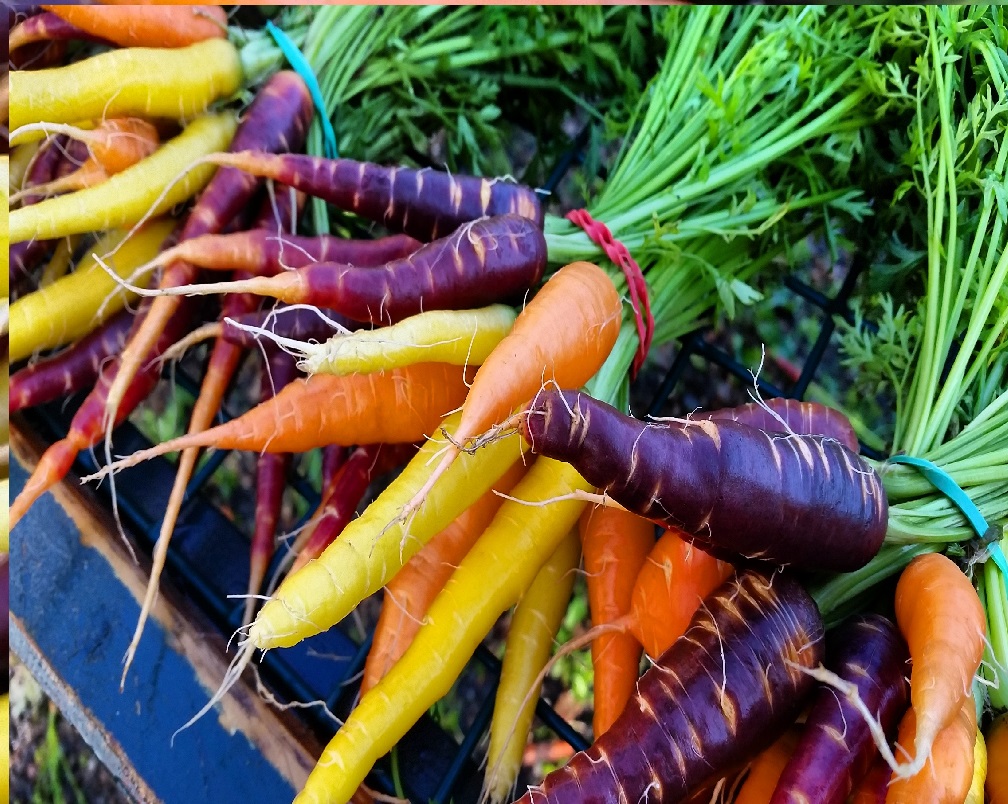 And not for himself. He works as farm manager at The Chatham Bars Inn, growing flowers and vegetables for its four restaurants. It’s a farm-to-table venture where he works hand in glove with executive chef Anthony Cole, raising everything from arugula to zucchini.