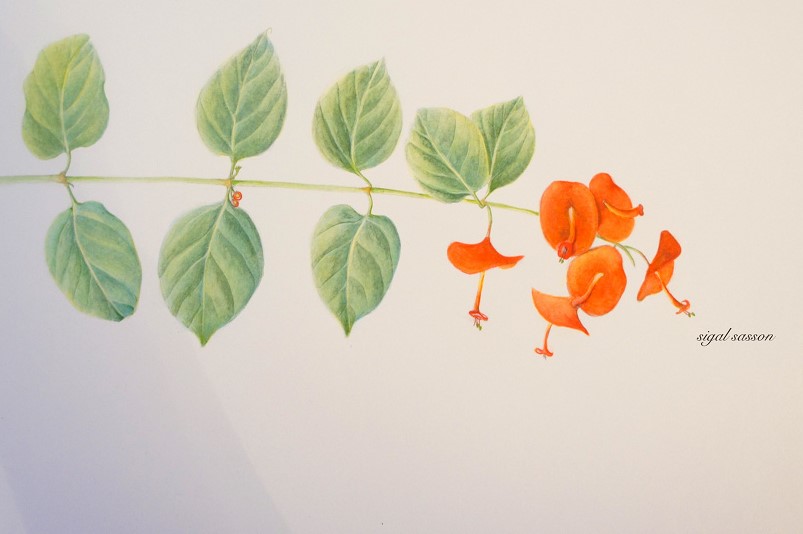 She works in oil, pen & ink, graphite and watercolor, then translates her visions into 6’ x 9’ or 8’ x 10’ custom carpets.